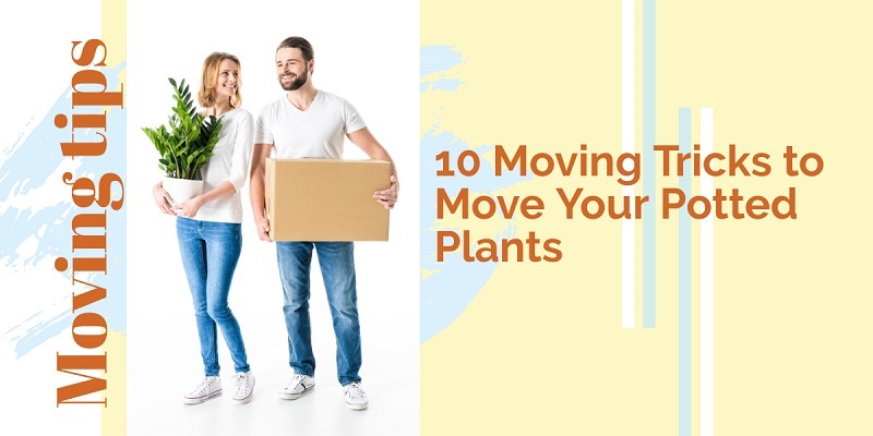https://www.cbdmoversbrisbane.com.au/wp-content/uploads/2018/11/10-moving-tricks-to-move-your-potted-plants.jpg