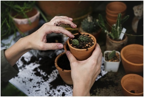 moving-plants